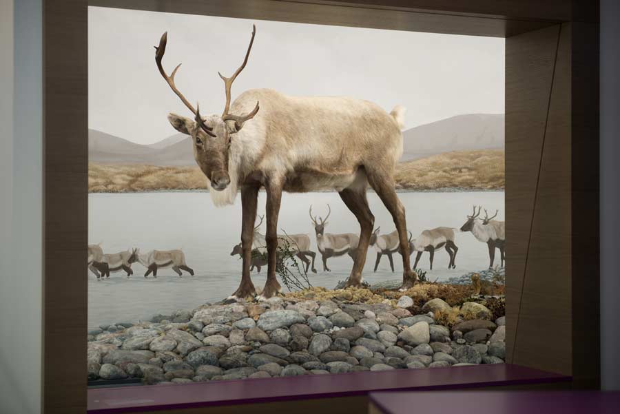 Free Entrance To The Ubersee Museum Icymare